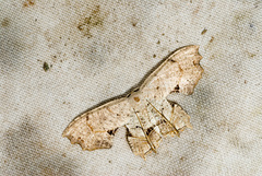 Dysaethria flavistriga