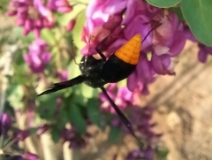 Synagris