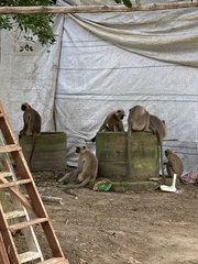 Semnopithecus entellus