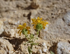 Grindelia squarrosa