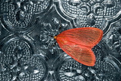 Arctioblepsis rubida