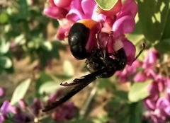 Synagris