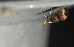 Nemophora ahenea
