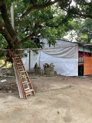 Semnopithecus entellus