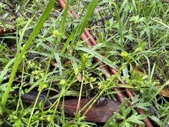 Ranunculus sessiliflorus sessiliflorus