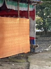 Semnopithecus entellus