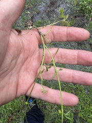 Ranunculus sessiliflorus sessiliflorus