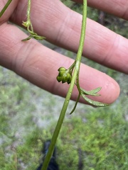 Ranunculus sessiliflorus sessiliflorus