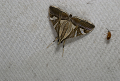 Agrioglypta itysalis