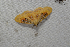 Eusabena monostictalis