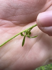Ranunculus sessiliflorus sessiliflorus