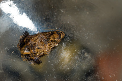 Phaecasiophora caryosema