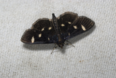Pyrausta mystica