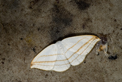 Ditrigona conflexaria