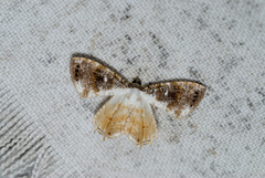Europlema quadripunctata