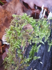 Hypnum cupressiforme