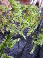 Hypnum cupressiforme