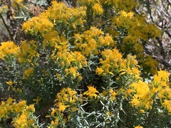 Ericameria laricifolia