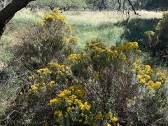 Ericameria laricifolia