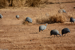 Numida meleagris reichenowi