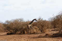 Giraffa camelopardalis