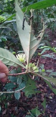 Rutidea hispida