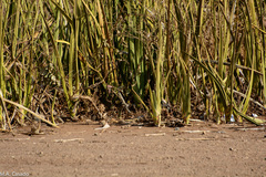 Sansevieria ehrenbergii