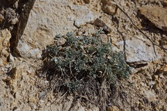 Astragalus calycosus