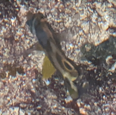 Chaetodon lunula