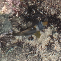 Chaetodon lunula