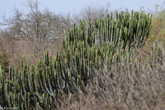 Euphorbia candelabrum