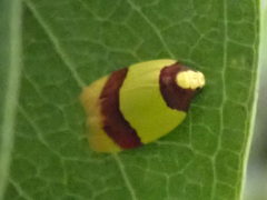 Heterallactis euchrysa