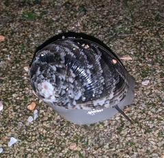 Nerita polita
