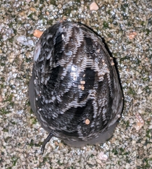 Nerita polita