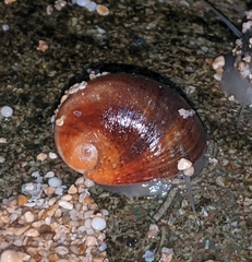 Nerita polita