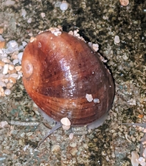 Nerita polita