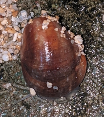 Nerita polita