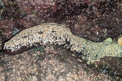 Holothuria atra