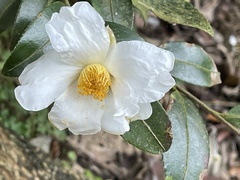 Theaceae