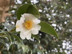 Theaceae