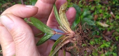 Cyperus fertilis
