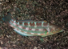 Thalassoma trilobatum