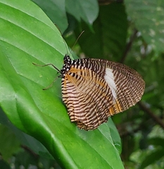 Elymnias bammakoo