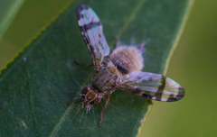 Entomophthora