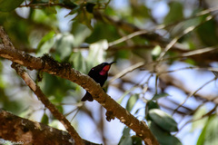 Chalcomitra amethystina