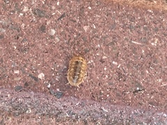 Armadillidium vulgare