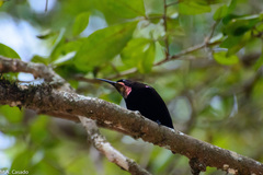 Chalcomitra amethystina