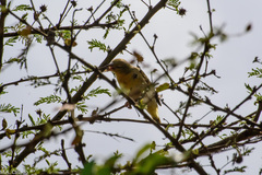 Ploceus