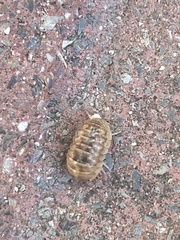 Armadillidium vulgare