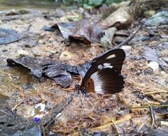 Papilio zenobia